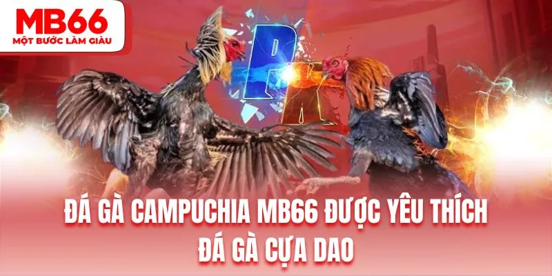 Chọi kê cựa dao được đánh giá là mang đến những trải nghiệm vô cùng đẫm máu